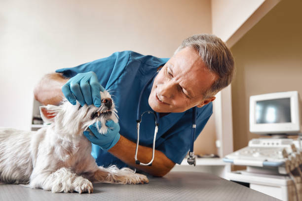 Best Emergency Wisdom Teeth Removal in Charles Town, WV